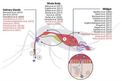 Controlling arbovirus infection: high-throughput transcriptome and proteome insights